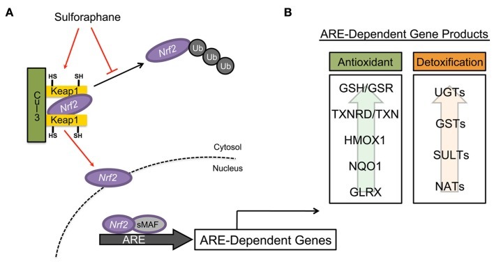 Fighting Cancer, Autism, and Neurodegenerative Diseases One Molecule at a Time | The Paleo Diet