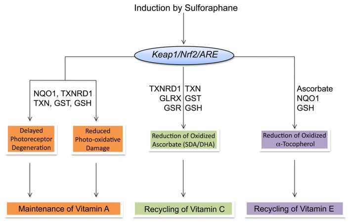 Fighting Cancer, Autism, and Neurodegenerative Diseases One Molecule at a Time | The Paleo Diet