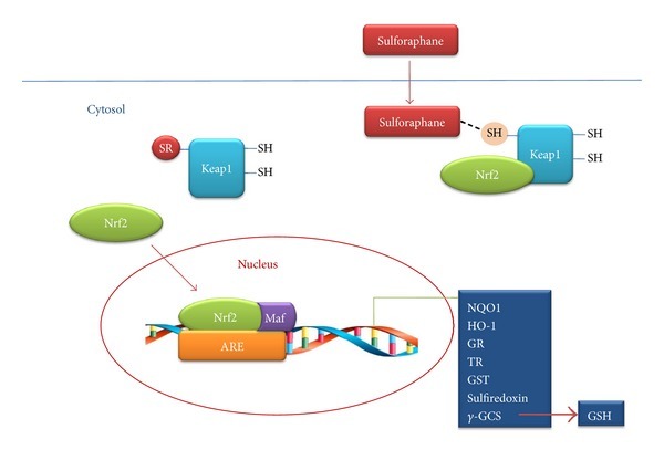 Fighting Cancer, Autism, and Neurodegenerative Diseases One Molecule at a Time | The Paleo Diet