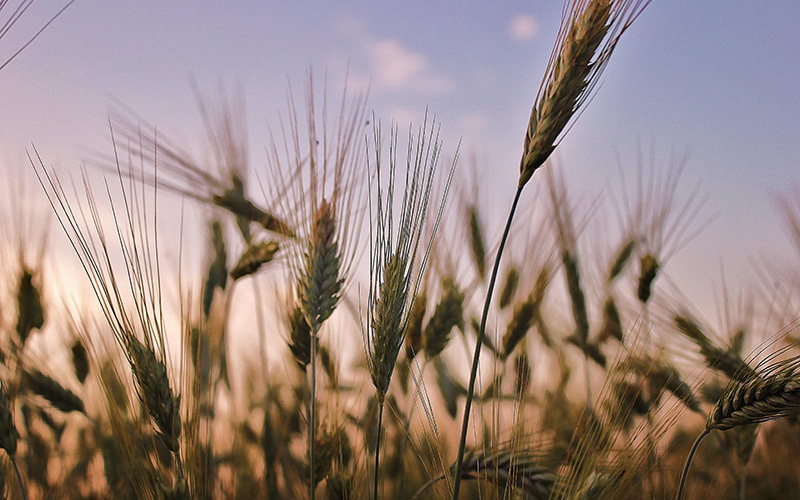 Grain Consumption | The Paleo Diet